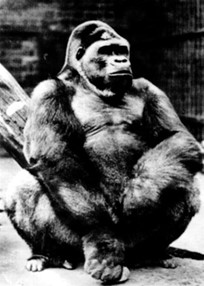 Alfred the Gorilla