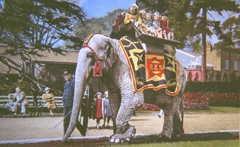 Rosie the Elephant at Bristol Zoo