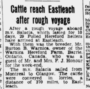 Newspaper clipping with headline "Cattle reach Eastleach after rough voyage"