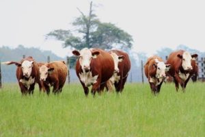 Cows in a field